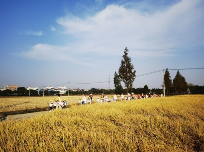 稻田间